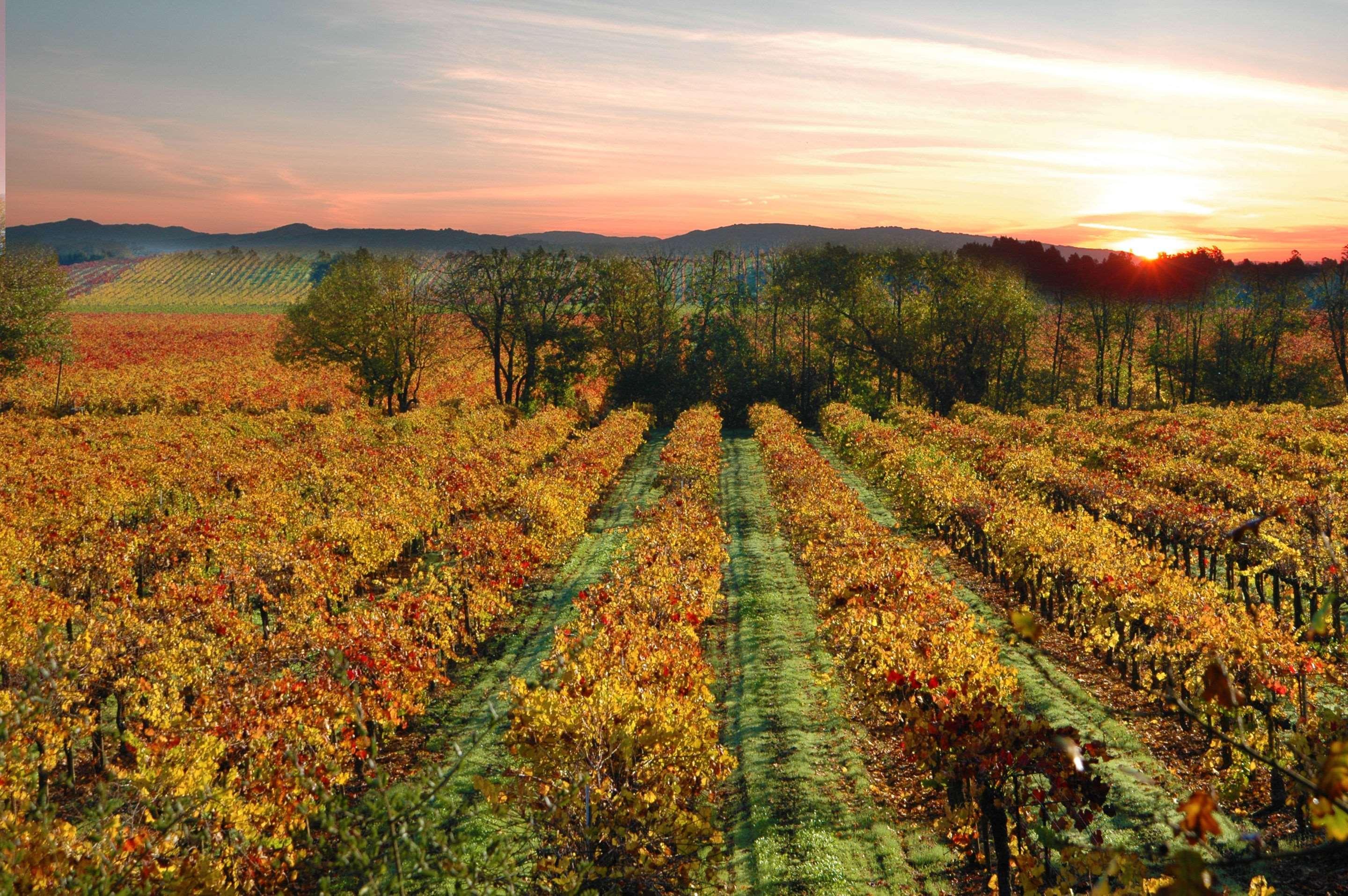 Hotel Centro Sonoma Wine Country, Tapestry Collection Hilton روهنيرت بارك المظهر الخارجي الصورة